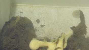 Media type: image;   Invertebrate Zoology 153141 Description: live specimen;